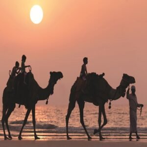 dxbrz-camel-0025-hor-clsc